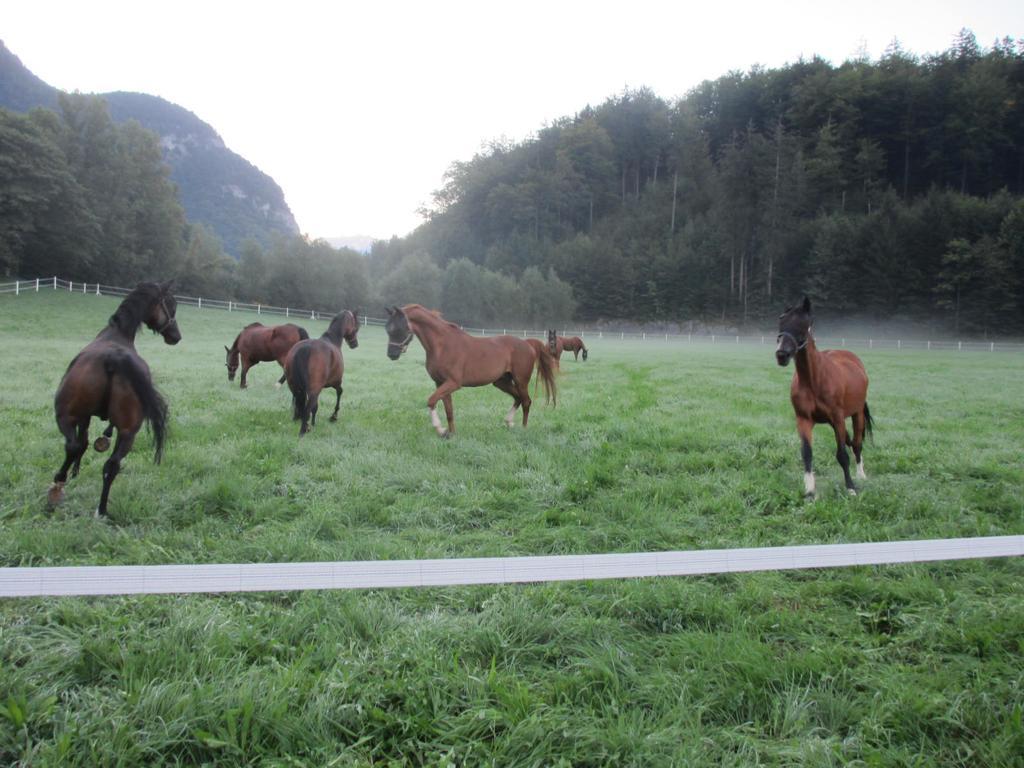 Eichhof Berner Oberland * Brienzwiler