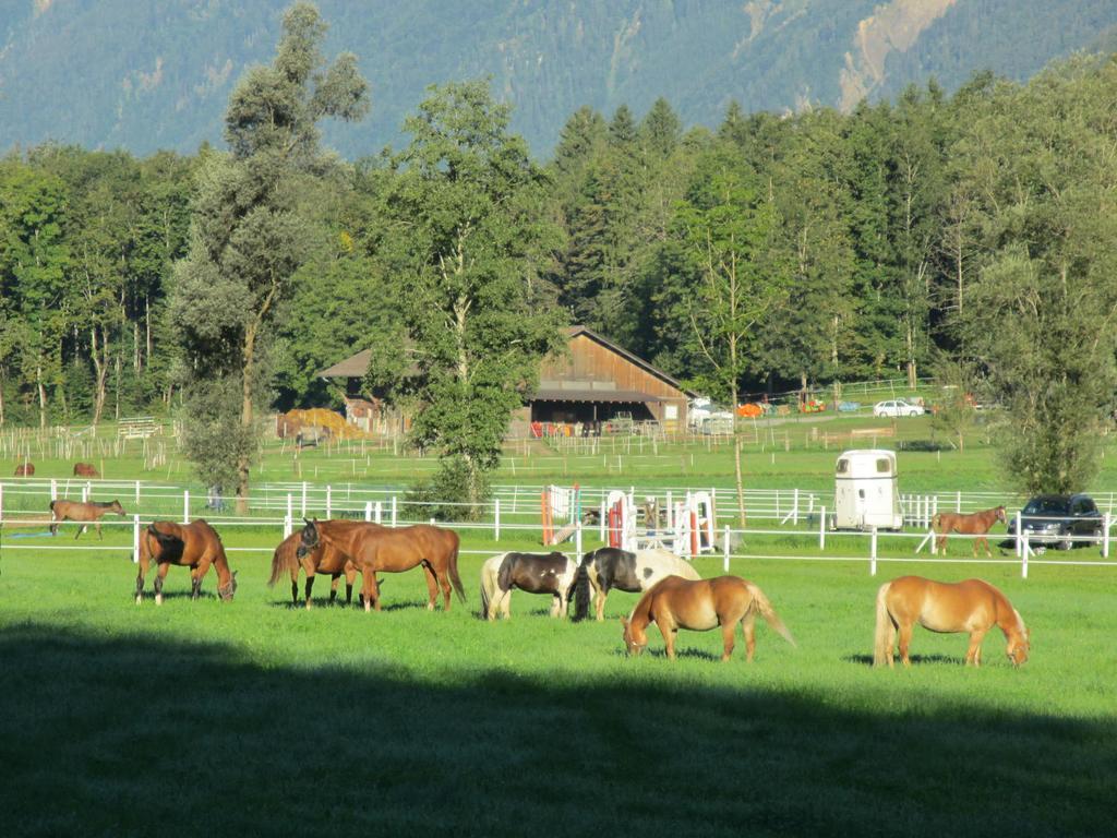 Farma Eichhof Berner Oberland *