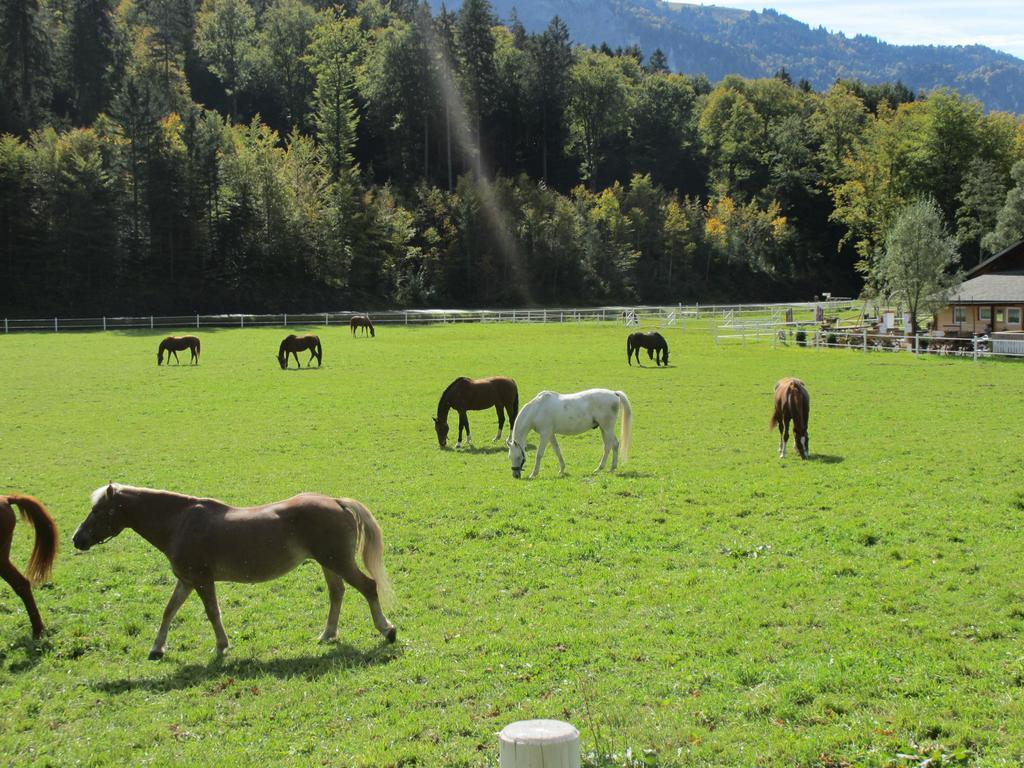 Eichhof Berner Oberland Farma *