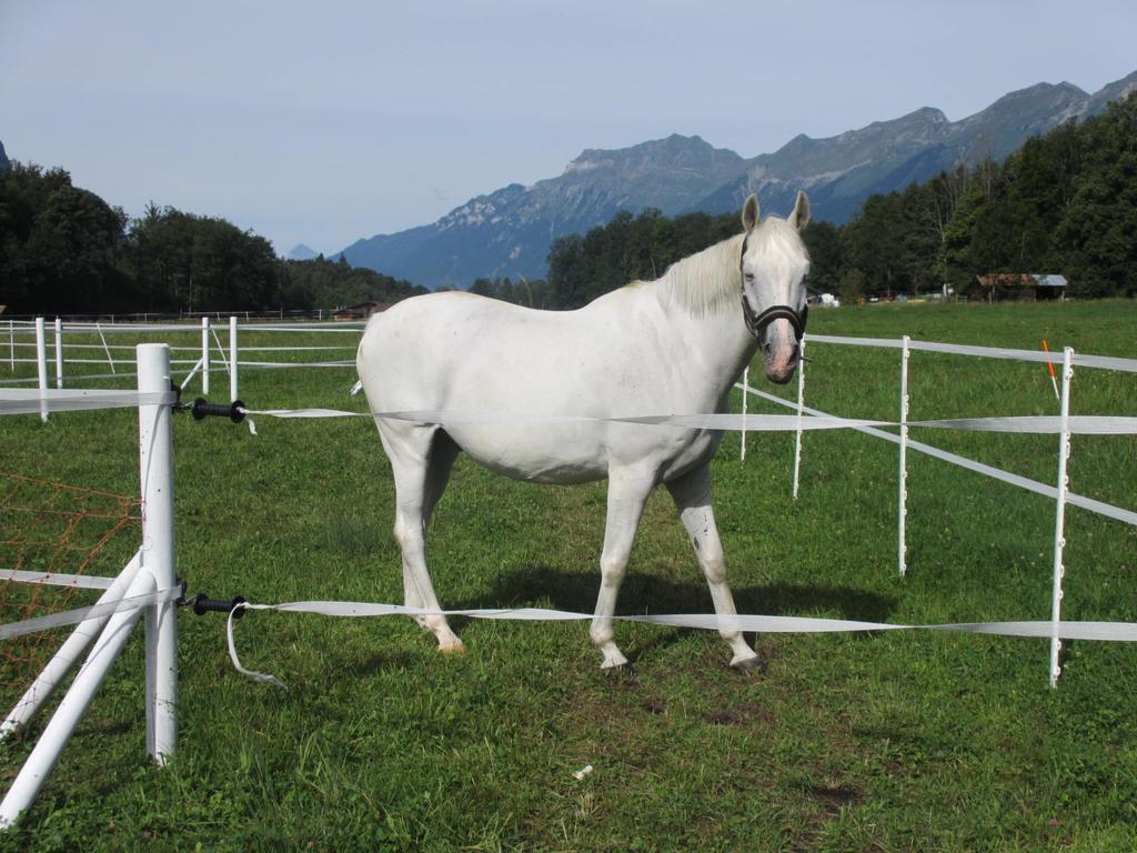 Eichhof Berner Oberland * Brienzwiler