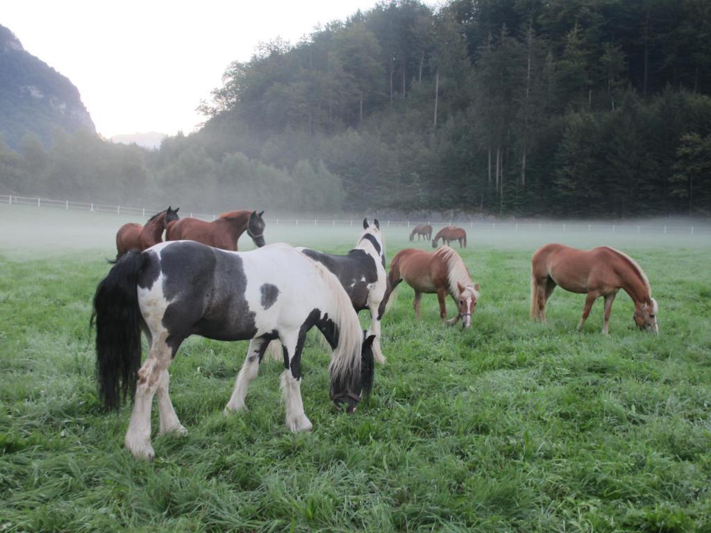 Eichhof Berner Oberland Farma *