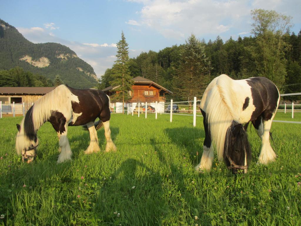 Eichhof Berner Oberland *